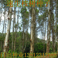 桉树种子 速生桉树 巨桉 大叶桉树 小叶桉树种子_250x250.jpg