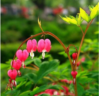 庭院植物*花朵玲珑，形似荷包的珍稀盆栽花卉*荷包牡丹*3年苗
