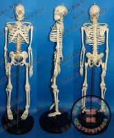 中型人体骨骼模型 65CM高骨架模型 骷髅骨骼模型 人体模型_250x250.jpg