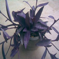 紫罗兰紫色吊兰 盆栽植物 庭院绿植 办公室花卉 非洲紫罗兰花苗_250x250.jpg