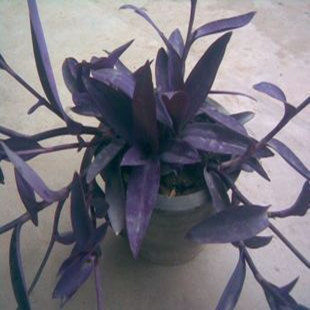 紫罗兰紫色吊兰 盆栽植物 庭院绿植 办公室花卉 非洲紫罗兰花苗