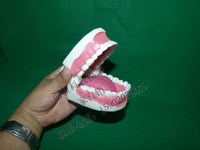 中小型32健康牙齿模型 护理牙带舌头模型 保健牙齿 口腔牙齿模型_250x250.jpg