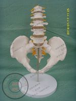 厂家直销 人体骨盆附腰椎与股骨头模型 脊椎 骨盆 神经 骨骼模型_250x250.jpg