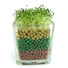 陶碳球负离子植栽 心形草等6种子办公室 心型草植物盆栽 600g