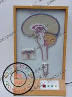 脑脊液循环电动模型 人体模型_250x250.jpg