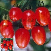 寿光茄果圣女果小番茄种子 小金果水果番茄 爱情果 四大水果之一_250x250.jpg