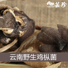 云南野生鸡枞菌 鸡纵菌干货 云南特产 野生菌 舌尖上的中国2