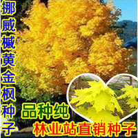 挪威黄金枫 红金枫 黄火焰 黄色的红枫树 日本黄枫树 美国枫种子_250x250.jpg