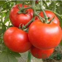 以色列进口 608石头番茄种子 大红果 产量高 高抗二病一虫 1000粒_250x250.jpg