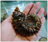 天然海螺化石摆件 羊角螺把玩件 玉化效果特好 长约7.5厘米 正品_250x250.jpg