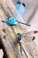 美丽 仿真蜻蜓 冰箱贴 （多色可选）出口原单_250x250.jpg