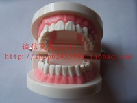 牙科材料 牙齿教学模型 牙齿模型 练习全口模型 牙齿美白联系用_250x250.jpg