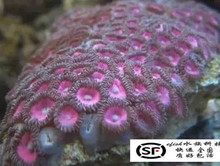 海水缸水族珊瑚批发红边红心纽扣活体观赏鱼海水生物