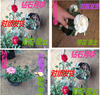 盆栽月季 微型月季 迷你玫瑰 钻石月季3年大苗实物拍摄 一颗包邮