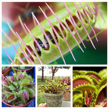 绿植盆栽-花卉-食虫植物-美人齿捕蝇草 多肉 食虫草 大苗