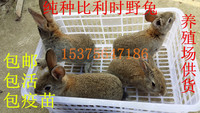 大型肉兔活体 纯种比利时野兔种兔活体宠物 包邮_250x250.jpg