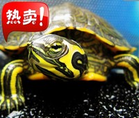 乌龟 活体 黄耳龟 3-8厘米 黄耳龟苗 深水龟火焰龟深水观赏龟包邮_250x250.jpg
