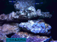 海水珊瑚活 鱼缸造景活石 珊瑚基石 高钙活石 开缸活石_250x250.jpg
