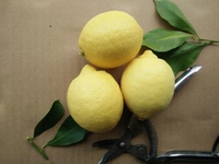 琳宇柠檬安岳新鲜黄柠檬小果皮薄多汁小柠檬60-100克20个包邮_250x250.jpg