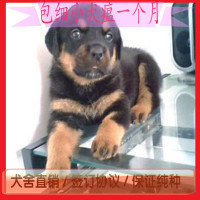出售纯种赛级德系罗威纳幼犬大型犬护卫犬防暴犬活体宠物狗狗44_250x250.jpg
