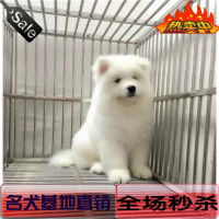 出售赛级澳版纯种萨摩耶幼犬雪橇犬白色微笑天使中型犬宠物狗358_250x250.jpg