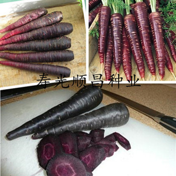 【天天特价】 进口紫黑胡萝卜种子 抗衰老的紫人参 营养极品50粒