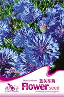 花仙子花卉种子 蓝矢车菊种子 一年生草本花卉 约50粒_250x250.jpg