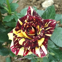 欧月盆栽地栽变色品种-流星雨  紫罗兰玫瑰月季花苗 带花苞发货_250x250.jpg