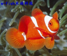 海水观赏鱼活体 水中精灵 珊瑚海葵 小丑鱼条纹橙色
