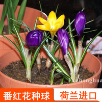 室内绿植盆栽藏红花种根番红花阳台花卉土培植物多种可选_250x250.jpg