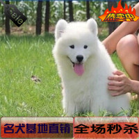 出售赛级澳版纯种萨摩耶幼犬雪橇犬白色微笑天使中型犬宠物狗602_250x250.jpg