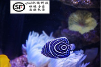 蓝圈鱼神仙鱼 热带海水鱼 热带鱼宠物活体观赏鱼 兰圈鱼_250x250.jpg