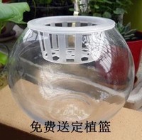 水培植物 富贵竹 滴水观音 白掌 绿萝 玻璃瓶 圆球瓶_250x250.jpg