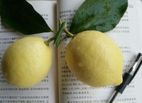 现摘现发四川安岳黄柠檬新鲜水果酸味十足2016年9月新果5斤装_250x250.jpg
