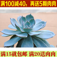 蓝石莲 进口 多肉植物 室内盆栽 绿植花卉 防辐射 15_250x250.jpg