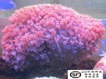 水族造景鱼缸宝石花圆帽珊瑚万花筒珊瑚活体LPS软体