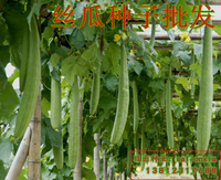 食用蔬菜种子 丝瓜种子 长肉丝瓜种子 阳台庭院种菜 爬藤蔬菜种子_250x250.jpg