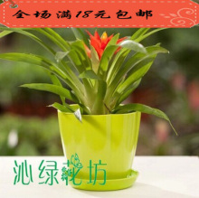 盆栽迷你星凤梨办公室内植物年宵花卉净化空气办公桌绿植净化空气