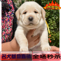 出售纯种拉布拉多犬幼犬导盲犬赛级品质神犬小七宠物狗狗活体02_250x250.jpg