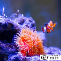 海水生物LPS 炮仗花 太阳花珊瑚 软体腔肠动物_250x250.jpg