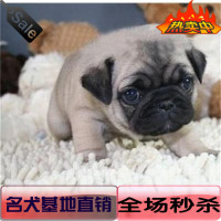 赛级八哥犬纯种幼犬出售 小型犬可爱巴哥犬狗狗 适合家养宠物狗58_250x250.jpg