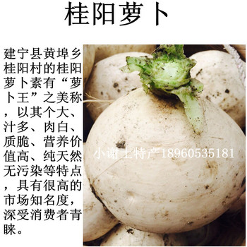 农家特产“萝卜王”桂阳鲜萝卜农家肥原生态绿色食品两件以上包邮