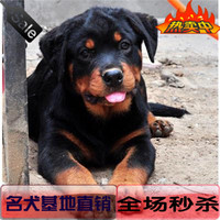 出售纯种赛级德系罗威纳幼犬大型犬护卫犬防暴犬活体宠物狗狗9_250x250.jpg