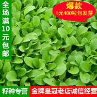 特价蔬菜种子春季其他鸡毛菜_250x250.jpg