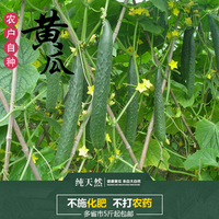 苏北农家自种新鲜黄瓜 新鲜蔬菜带刺黄瓜时令绿色无公害蔬菜_250x250.jpg