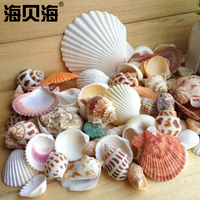天然贝壳海螺珊瑚鱼缸装饰品拍摄道具工艺品微景观地中海海星摆件_250x250.jpg