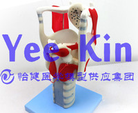 特价 喉结构与功能放大模型 人体发声器官 喉咙放大解剖 厂价直销_250x250.jpg