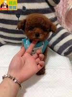 《顽皮贵族》微小泰迪熊犬幼犬  韩国进口 纯种泰迪犬 支付宝交易_250x250.jpg