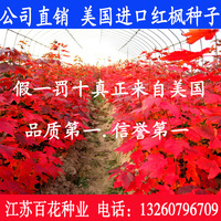 进口美国红枫种子 四季红 秋火焰种子  日本红枫种子 黄金枫种子_250x250.jpg
