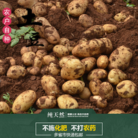 苏北农家自种新鲜土豆新鲜蔬菜洋山芋马铃薯非小土豆时令蔬菜_250x250.jpg
